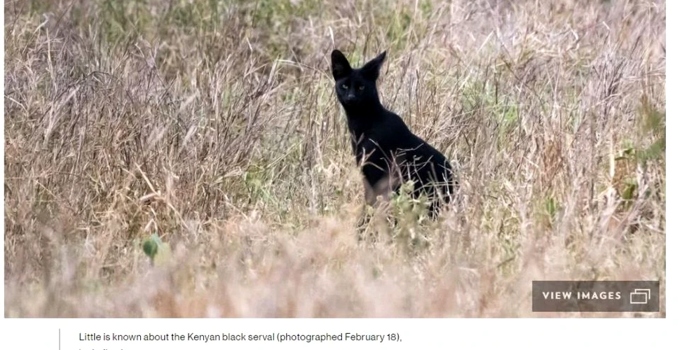 Una dintre cele mai rare pisici sălbatice negre a fost fotografiată în Africa