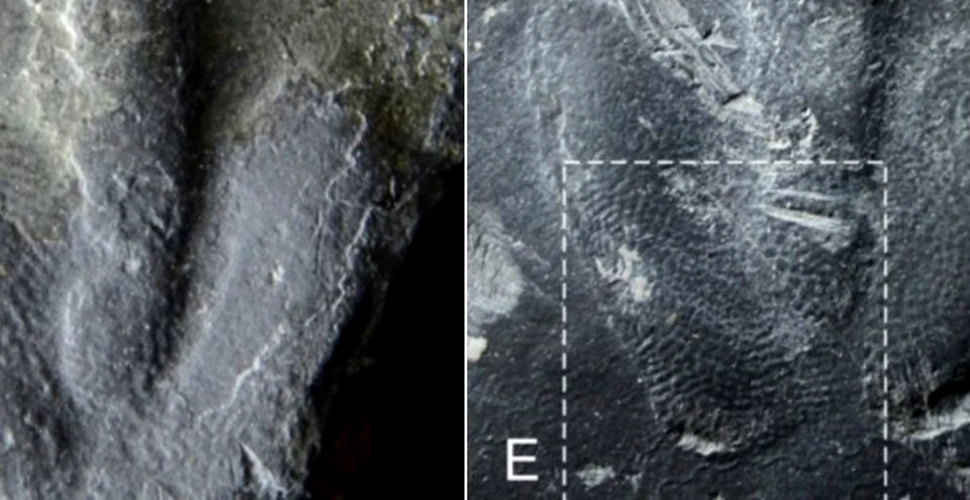Pentru prima dată, paleontologii au găsit ”amprente” de dinozaur conservate perfect