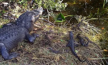 Grăsimea de aligator ar putea fi folosită drept biocombustibil