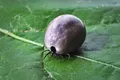 Un nou virus a fost identificat în căpușele din Elveția