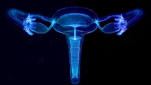 Ceva incredibil se întâmplă cu ovarele după menopauză