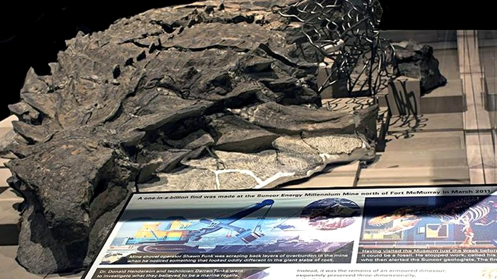 Cel mai bine conservat stomac de dinozaur găsit până acum. Cum arată ultima masă a unui uriaș erbivor