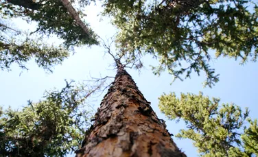 Cel mai vârstnic arbore din Europa a fost descoperit în Italia. Are o vechime de 1.230 de ani