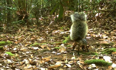 O imagine rară dezvăluie că „veveriţa-vampir”, ce sare la jugulară, are cea mai stufoasă coadă din lume (FOTO)