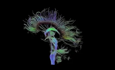 Savanţii pun la cale un proiect ştiinţific grandios: identificarea tuturor conexiunilor din creier