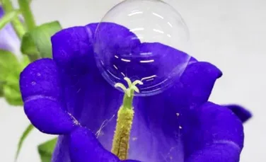 Oamenii de știință din Japonia au reușit polenizarea pomilor fructiferi cu ajutorul baloanelor de săpun