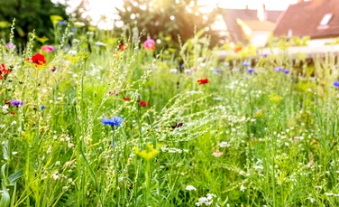 Pajiștile mici de flori sălbatice din orașe, o alternativă bună pentru insecte