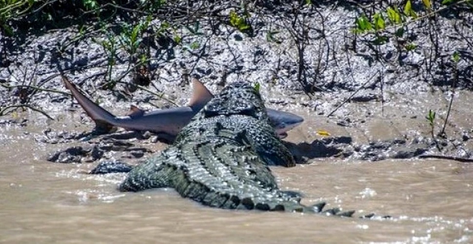 Cine a câştigat în lupta dintre un crocodil uriaş şi un rechin? (FOTO)