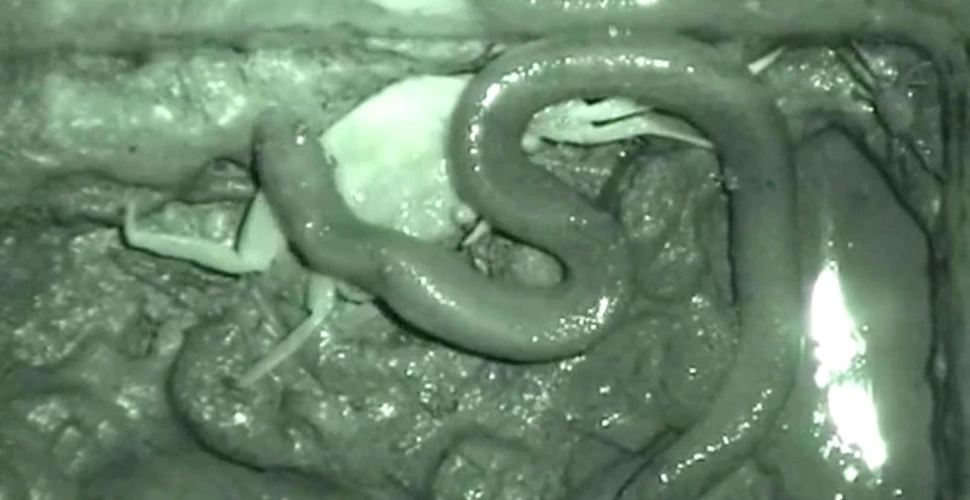VIDEO. Natura poate fi înfricoşătoare – acest şarpe îşi consumă prada într-un mod bizar, total diferit faţă de cum obişnuiesc şerpii să mănânce