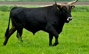 Un taur de 650 de kilograme a evadat dintr-un abator din Croaţia