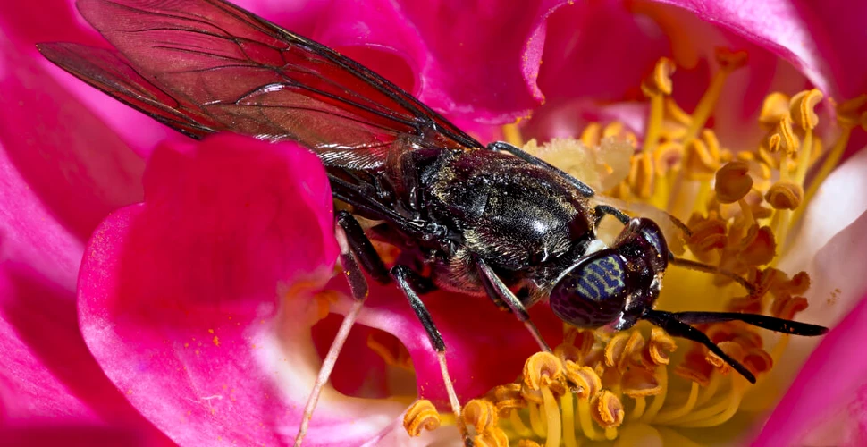 O insectă mică, dar cu un apetit mare, transformă deșeurile în îngrășământ