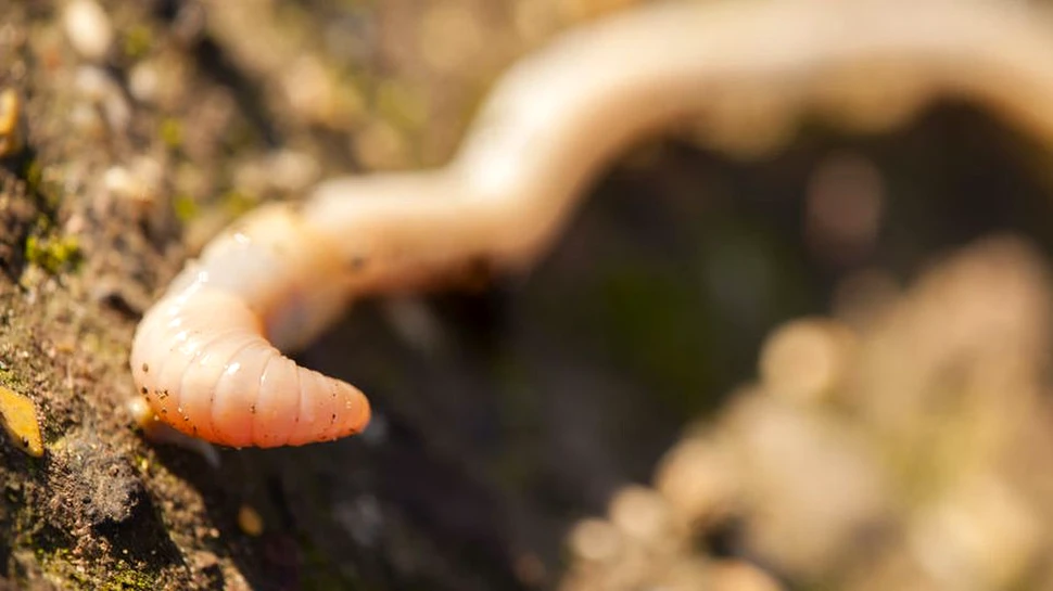 Legea care permite ca morţii să fie transformaţi în îngrăşământ. Ce speră iniţiatorii