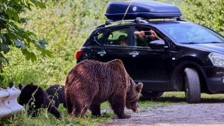 Lege nouă în România: urșii care intră în localități pot fi împușcați, amenzi uriașe pentru cei care îi hrănesc