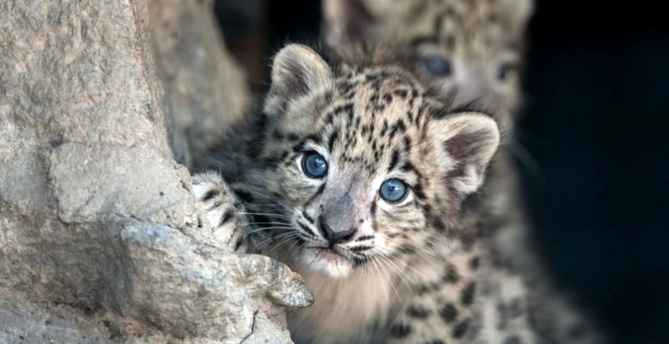 Numărul leoparzilor de zăpadă este în continuă scădere din cauza braconajului. Vânzările se fac pe Internet
