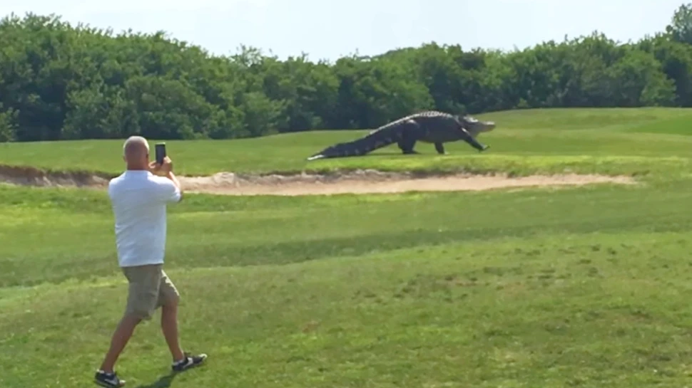 Un aligator ”imposibil de mare” a apărut pe un teren de golf, stârnind controverse puternice – FOTO+VIDEO