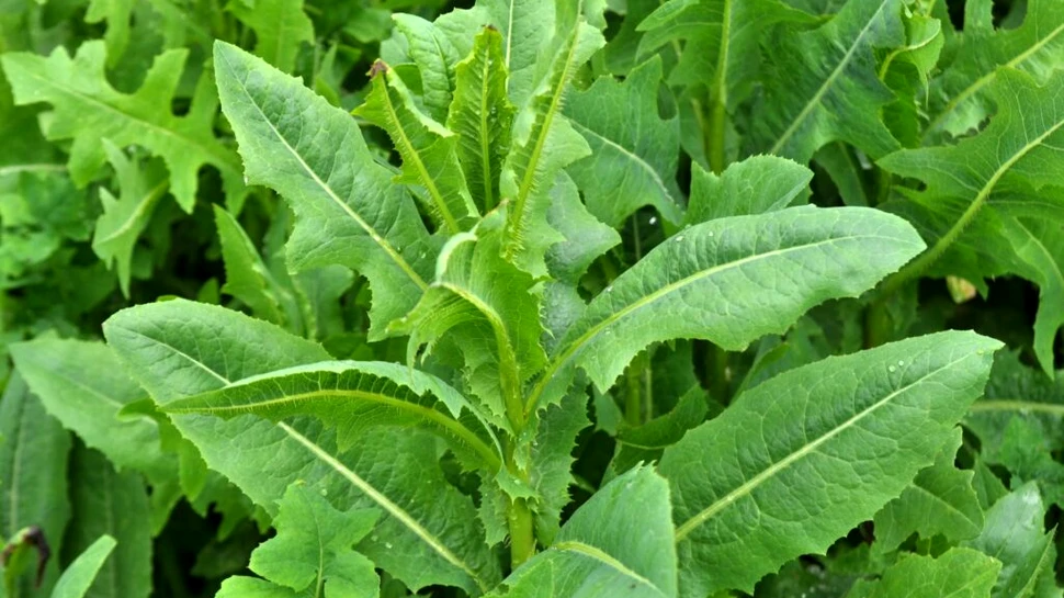 Plantele au devenit mai puțin hrănitoare din cauza schimbărilor climatice