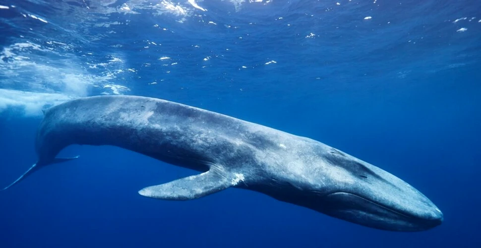 Ce au descoperit cercetătorii după ce au studiat ADN-ul balenelor albastre?