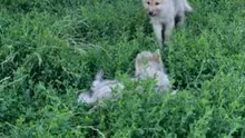 Pui de lup arctic, născuți pentru prima dată în România. Unde pot fi vizitați?