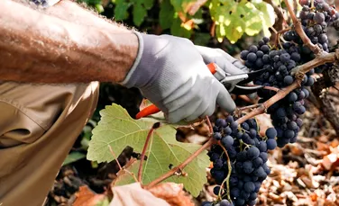 Fumul incendiilor de pădure ar putea afecta gustul vinului! Ce spun viticultorii din Franța?