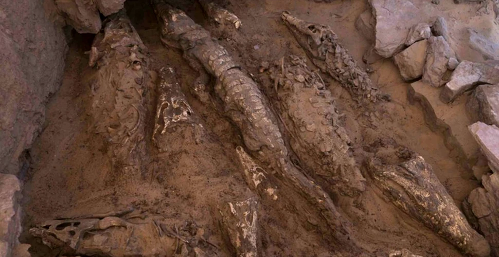 Mumii de crocodil de dimensiuni impresionante, găsite într-un mormânt egiptean