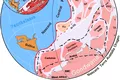 Gondwana primește titlul de supercontinent: un studiu arată că era mult mai mare decât se credea