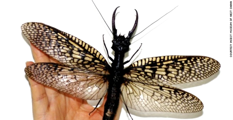 Insecte uriaşe, mai mari decât faţa unui om, au fost descoperite în China (GALERIE FOTO)