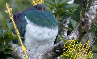 Noua Zeelandă a desemnat un porumbel beţiv pasărea anului 2018. „Este parte din farmecul lui”