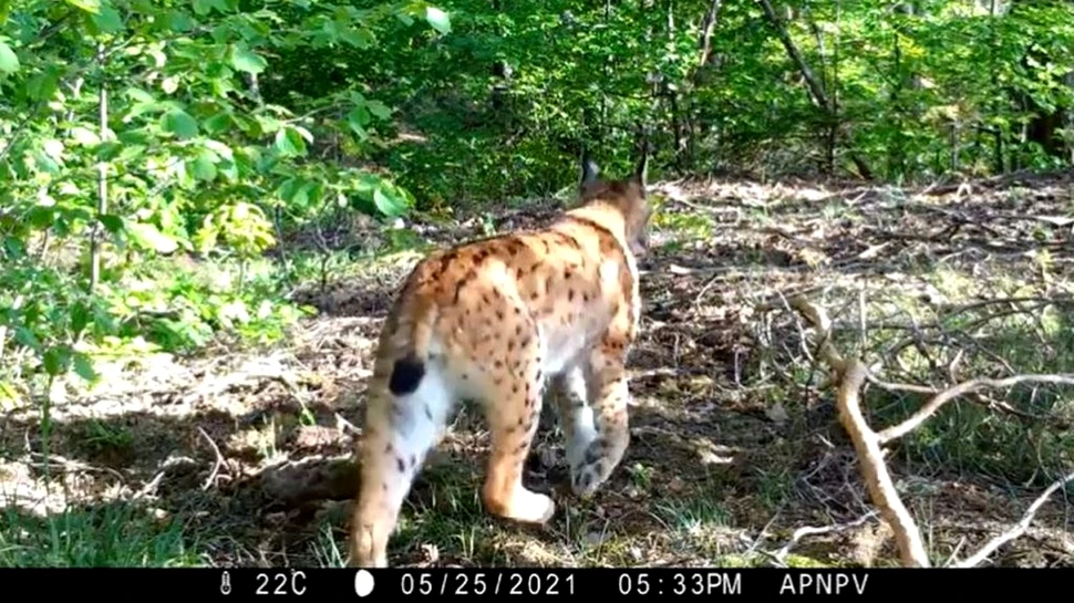 Imagini superbe cu un râs. Felina a fost surprinsă într-o pădure din Vrancea