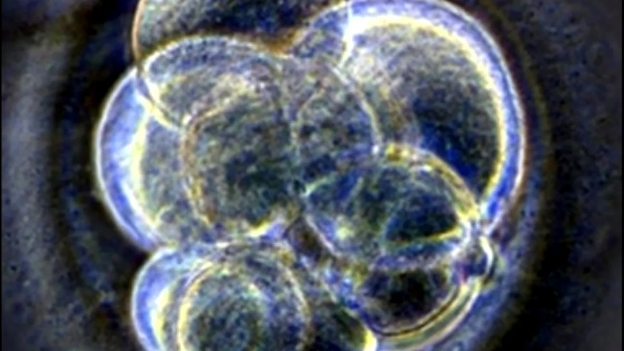 1-embryo-380x380poza 