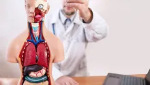 De ce partea dreaptă a creierului controlează partea stângă a corpului și invers?