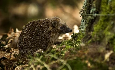 Istoria aricilor: cum au ajuns aceste mamifere adorabile să fie asociate cu vrăjitoria?