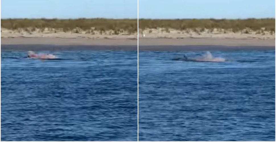 Imagini surprind momentul în care un mare rechin alb atacă fără milă o focă în apele din Cape Cod