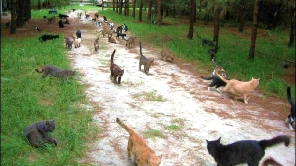 Tara Fagaduintei pentru pisici (FOTO)