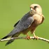 Biologii au descoperit cele mai zgomotoase păsări din lume