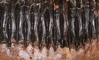Dinozaurii erbivori își schimbau des dinții din cauza plantelor consumate