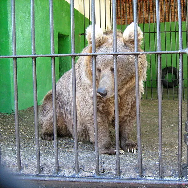 Urs himalayan la grădina zoologică Perm