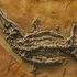 Surpriza din fosile: Ce mâncau crocodilii acum 66 de milioane de ani?