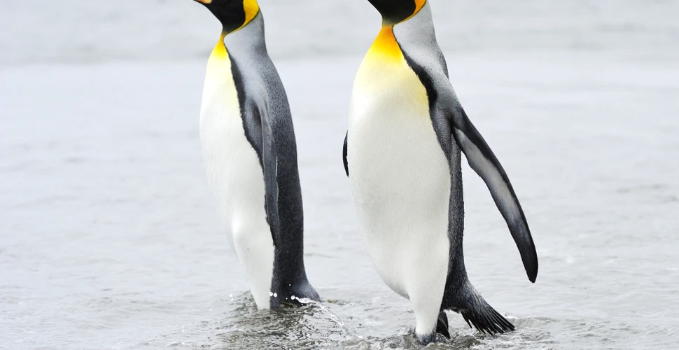 Un cuplu de pinguini gay a furat un ou de la alt cuplu de pinguini