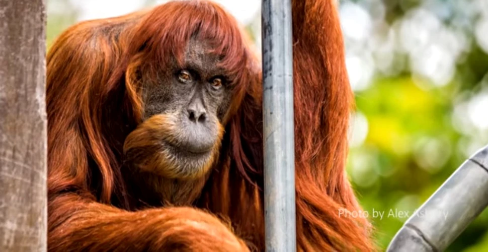 Cel mai bătrân urangutan de Sumatra din lume a murit, la vârsta de 62 de ani