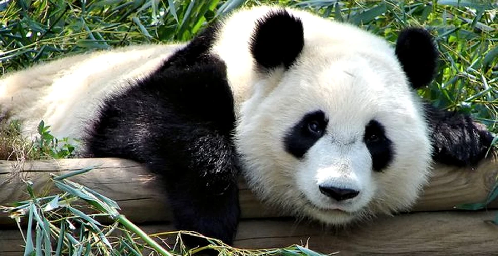 Se cauta profesor de chineza pentru un urs panda