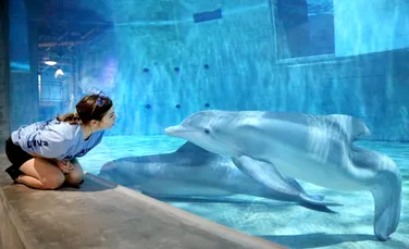 Delfinul Winter, care a inspirat oamenii cu dizabilități din lumea întreagă, a murit