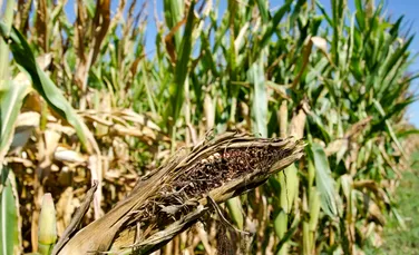 Vin vremuri grele: perioadele de secetă din Europa vor creşte cu 80% până în anul 2100, avertizează cercetătorii