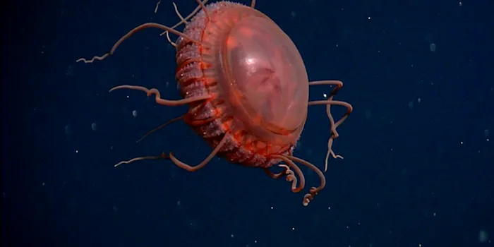 Cea mai mare meduză cu coroană descoperită până acum de cercetători arată ca o farfurie zburătoare