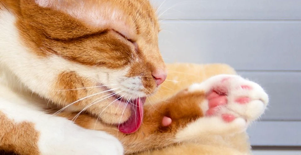 De ce are pisica limba atât de aspră. Trăsătura este întâlnită şi la felinele mai mari