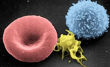 O descoperire revoluționară: Cercetătorii au creat celule sanguine umane în laborator