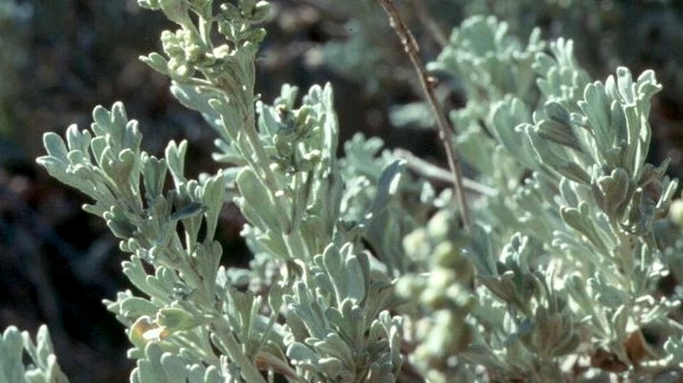 O “recolta” de medicamente