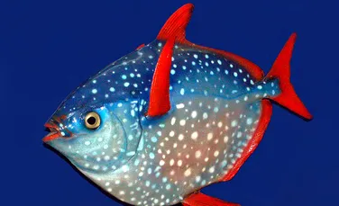 Descoperire spectuloasă. Acest peşte este unic în lume