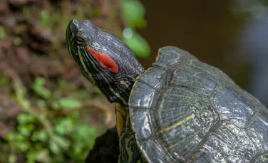 Cercetătorii au aflat cum determină temperatura sexul țestoaselor