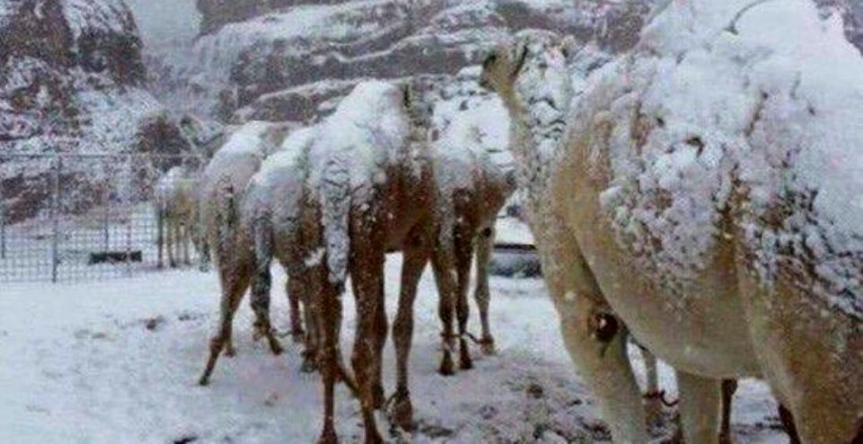 FOTO. Ninsoare în Arabia Saudită: cămilele din deşert, acoperite de zăpadă