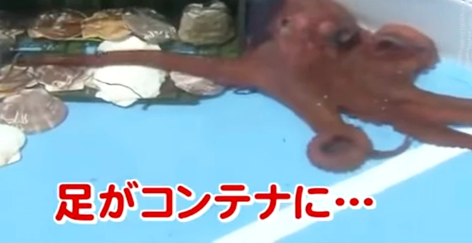 Caracatiţa ”prezicătoare” a Japoniei de la Campionatul Mondial 2018 a fost ucisă şi vândută